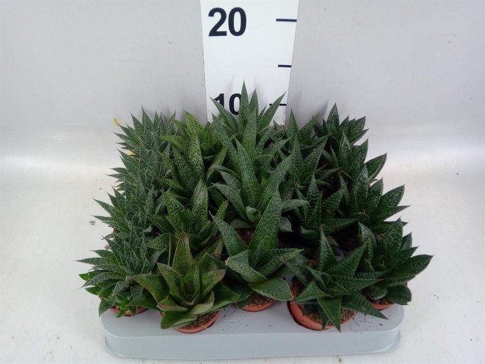 <h4>Aloe   ...mix</h4>