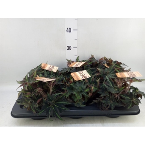 Begonia BD 'MagicColours Lion Danc'