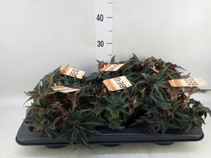 <h4>Begonia BD 'MagicColours Lion Danc'</h4>