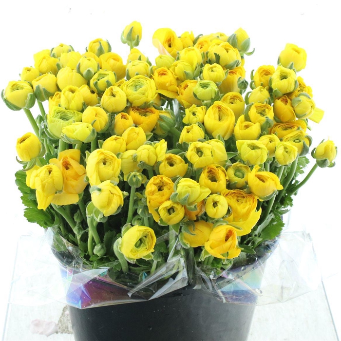 <h4>Ran El Yellow Extra</h4>