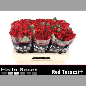 R GR RED TACAZZI+