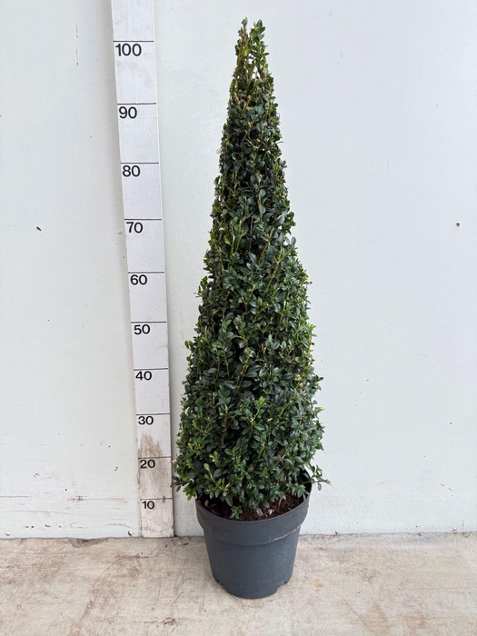 <h4>Buxus semp.   ...</h4>