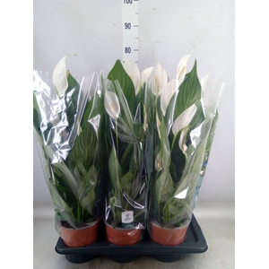 Spathiphyllum  'Bingo Cupido'