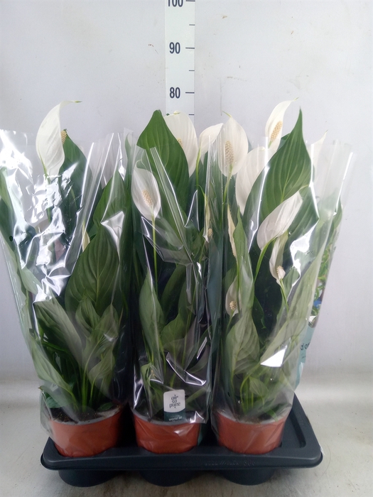 <h4>Spathiphyllum  'Bingo Cupido'</h4>