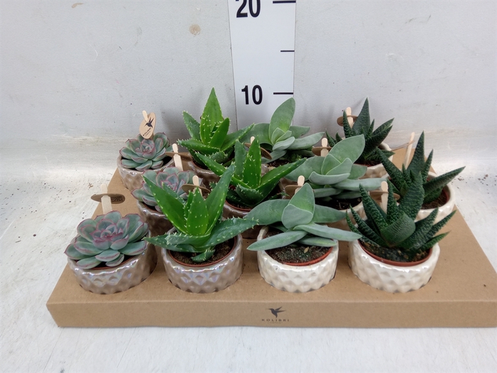 <h4>Succulents   ...mix 3</h4>