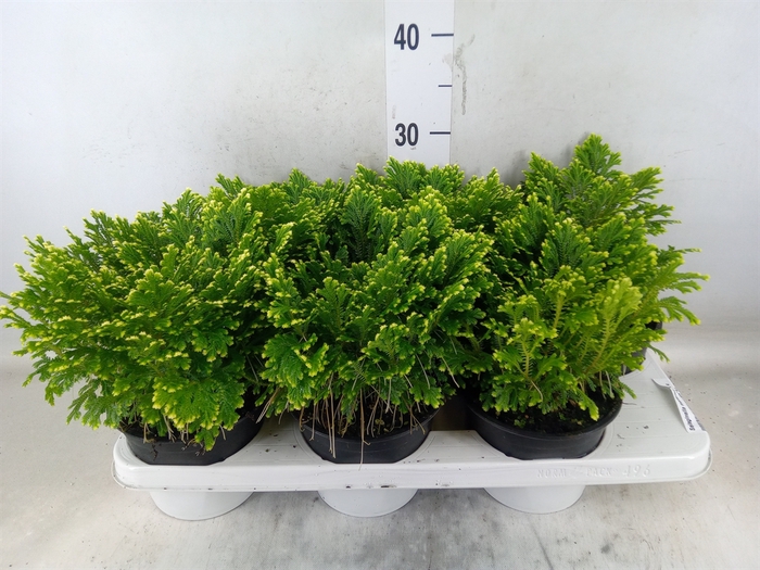 <h4>Selaginella martensii 'Jori'</h4>