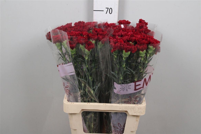 <h4>Di St Zurigo</h4>