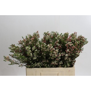 Chamelaucium My Sweet 16