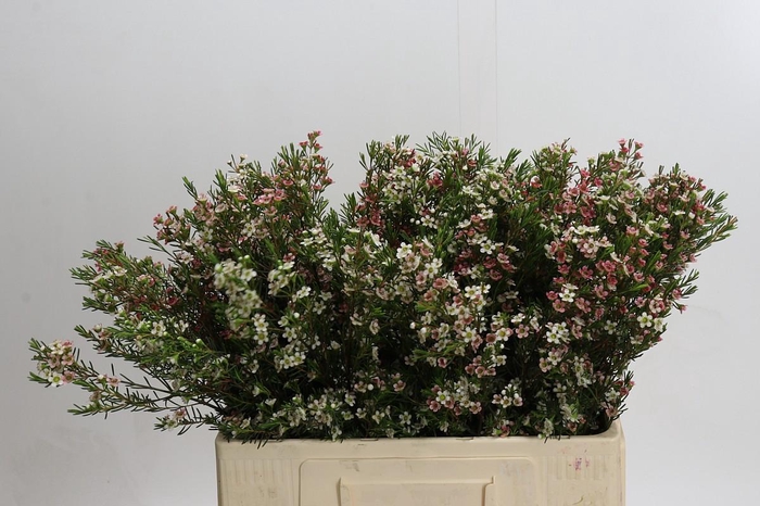 <h4>Chamelaucium My Sweet 16</h4>