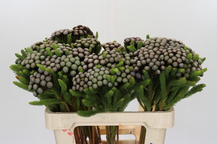 <h4>BRUN ALBIFLORA</h4>