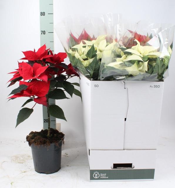 <h4>EUPHOR P GEM 2KL</h4>