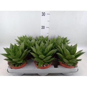 Gasteria