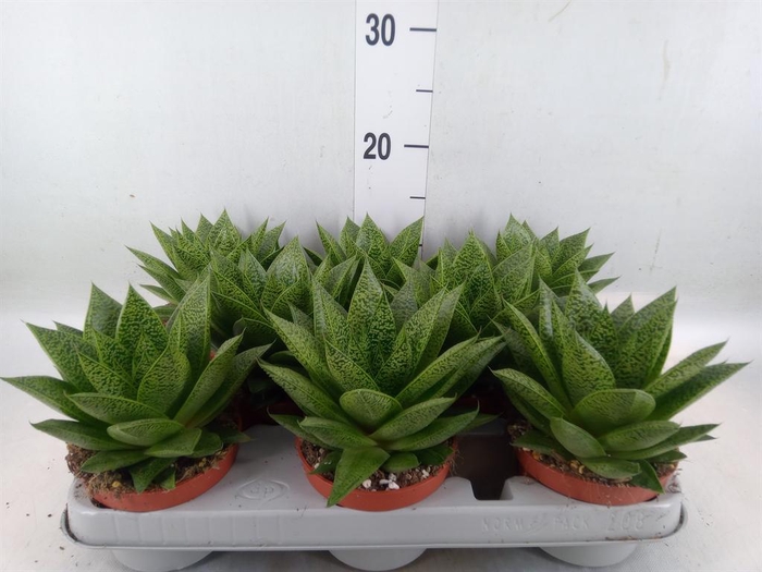 <h4>Gasteria</h4>