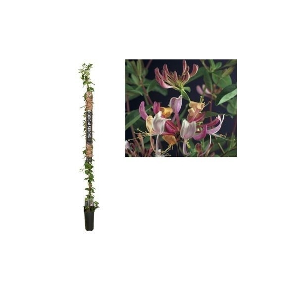 <h4>Lonicera per. 'Serotina' +Long & strong label</h4>