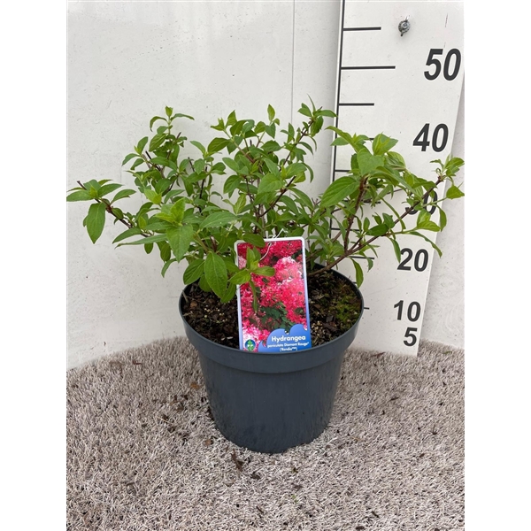 <h4>Hydrangea pan. Diamant Rouge struik 60 cm P26</h4>