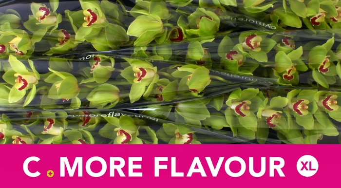 <h4>CYMB T GREEN CHOICE</h4>