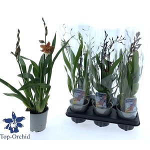 ORCHIDEEEN GEM