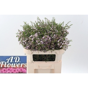 Cham Un Dancing Queen