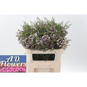 Cham Un Dancing Queen