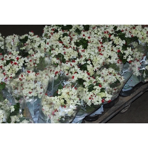 LAGRIMA DE CRISTO P15