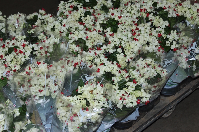 <h4>LAGRIMA DE CRISTO P15</h4>