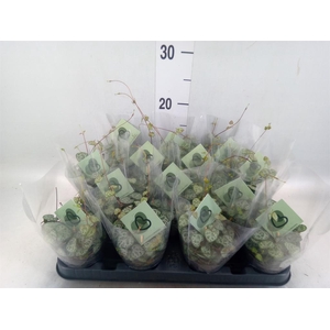 Ceropegia woodii ssp. woodii