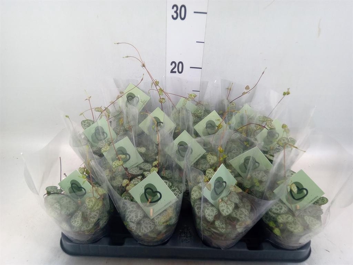 <h4>Ceropegia woodii ssp. woodii</h4>
