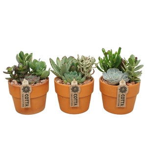 Succulent arrangement in 12 cm Terracotta Kraagpot'