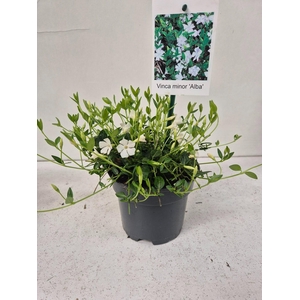 Vinca minor alba