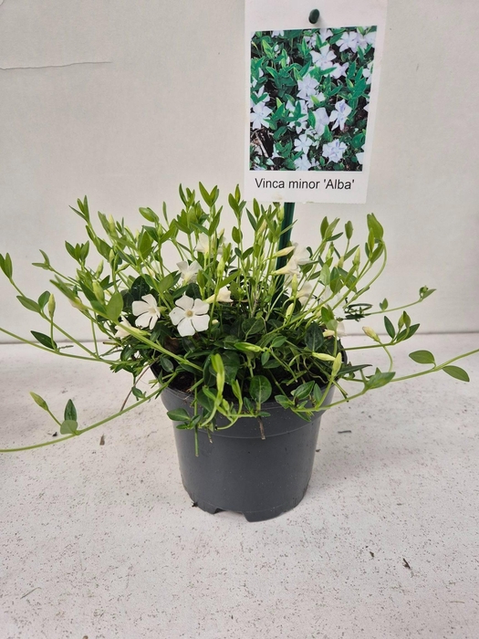<h4>Vinca minor alba</h4>