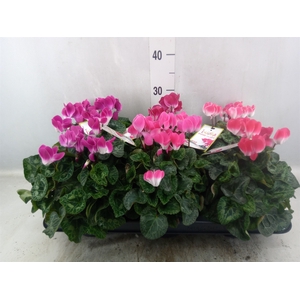 Cyclamen MD 'Indiaka'