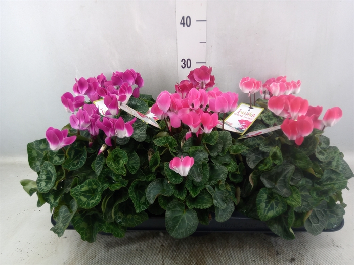 Cyclamen MD 'Indiaka'