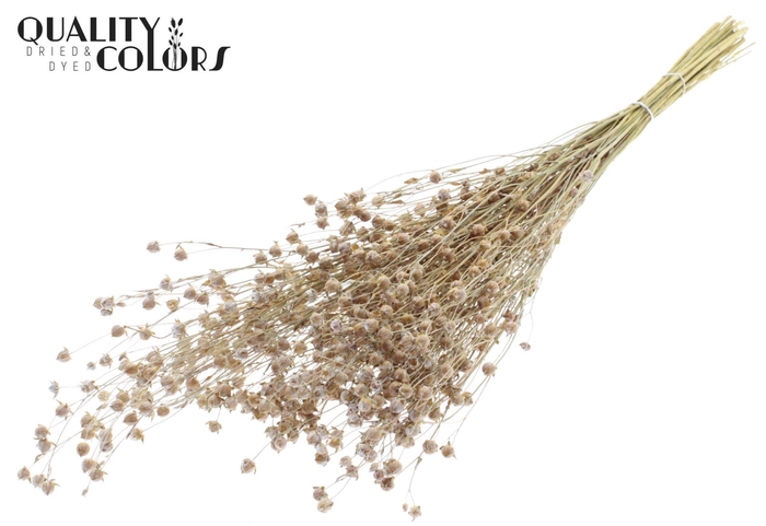 <h4>Droogbloemen   ...bewerkt H%</h4>