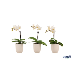 Hugo White Tiny Dolls Wit 1T7+ Aqu@