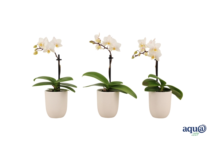 <h4>Hugo White Tiny Dolls Wit 1T7+ Aqu@</h4>