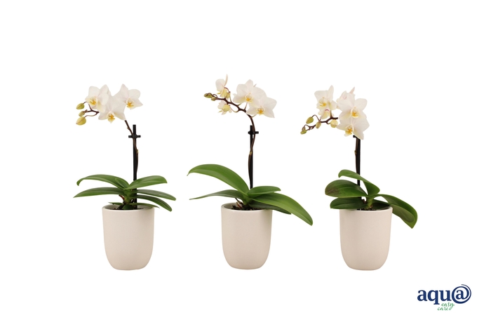 <h4>Hugo White Tiny Dolls Wit 1T7+ Aqu@</h4>