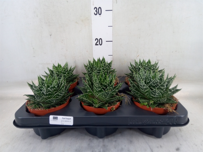 <h4>Gasteria  'Mufasa'</h4>