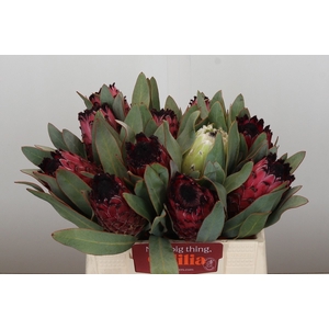 PROTEA MA RED BEAUTY