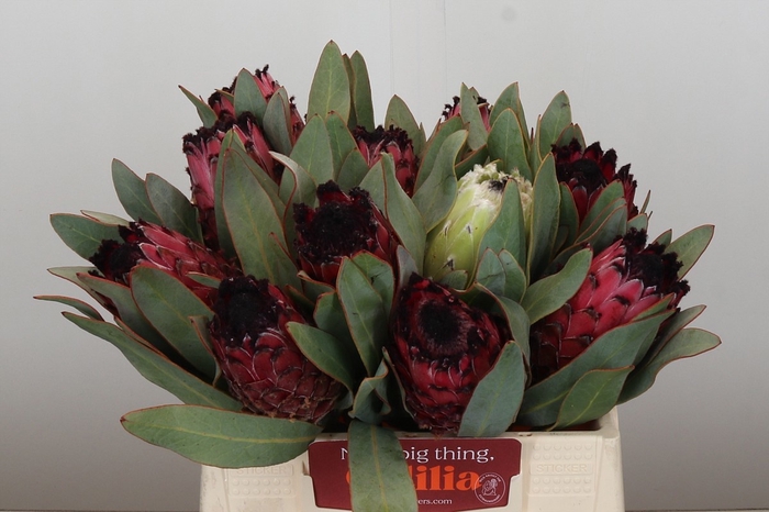 <h4>PROTEA MA RED BEAUTY</h4>