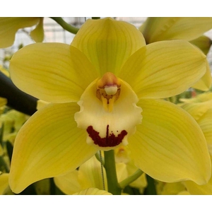 CYMB T GLITTER Decorum 80cm.