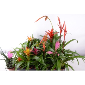 BROMELIA GEM 15 SRT