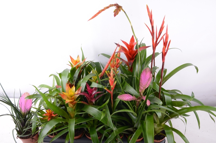 <h4>BROMELIA GEM 15 SRT</h4>