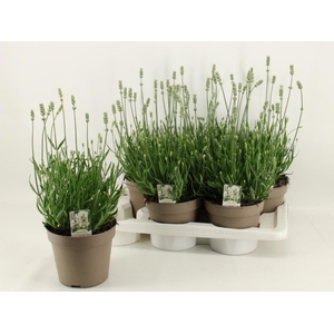 LAVAN AN AROMA WHITE
