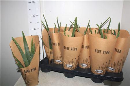 <h4>Aloe Vera Krafthoes</h4>