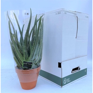 Aloe Vera 17Ø 45cm