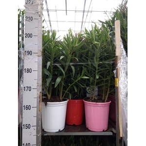 Nerium oleander   ...