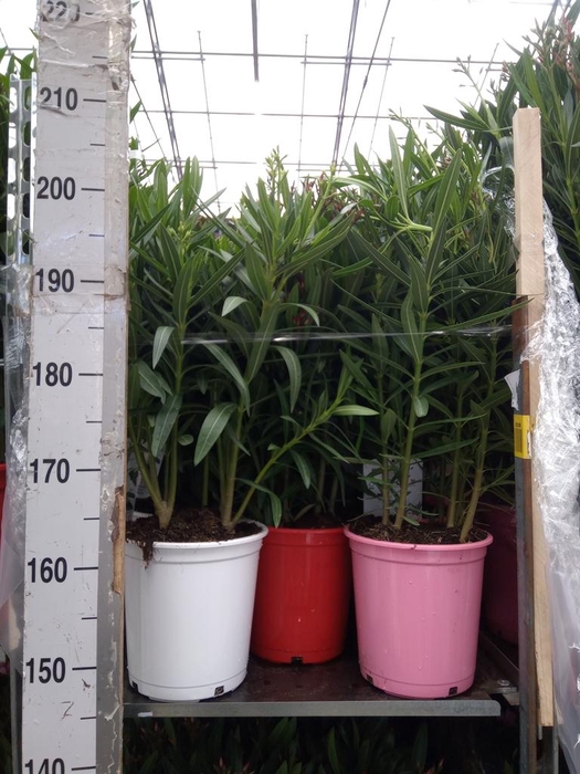<h4>Nerium oleander   ...</h4>