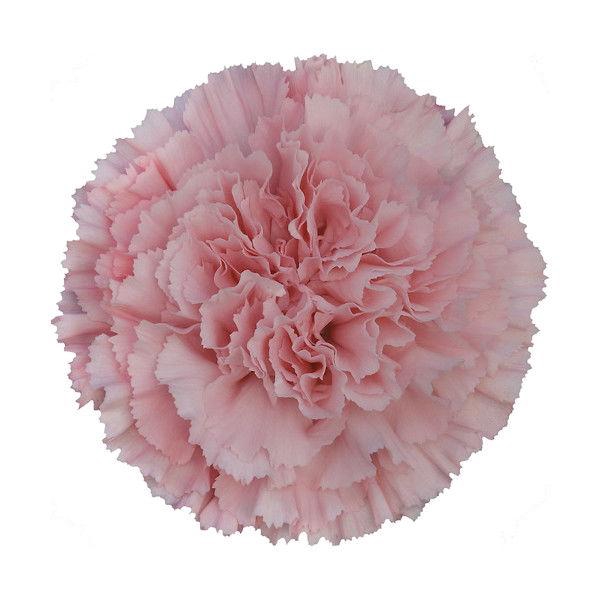 <h4>DI ST DONCEL</h4>