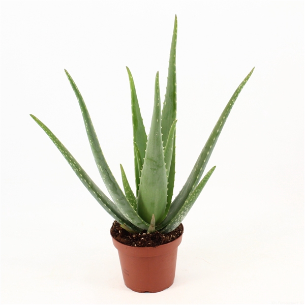 <h4>Aloe Vera P14 zonder kwekersetiket</h4>