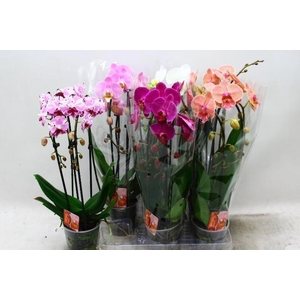 PHAL EL CASCADE